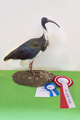 ibis